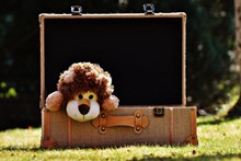 行李箱里的玩具狮子图片素材