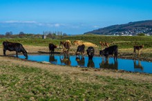 草原牛群风景高清图片