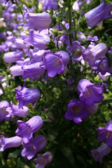 紫色植物花朵图片下载