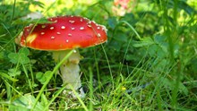 绿草地红色蘑菇图片