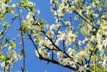 春天苹果树开花高清图