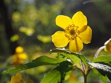 黄色灿烂花朵图片