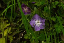草丛紫色罗兰花图片素材