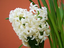 白色水仙花盆栽高清图