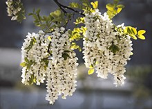 春天白色花簇图片大全