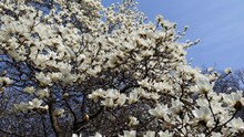 春天白色玉兰花精美图片