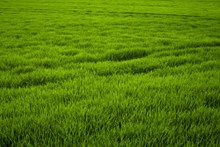绿色稻田风光高清图片