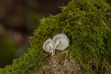 两朵白色小蘑菇高清图片