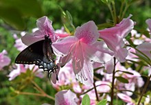 杜鹃花和凤尾蝶图片