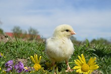 草地上黄色小鸡仔高清图片