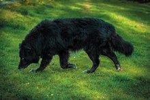 草地上黑色狗图片素材