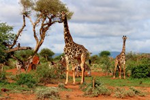 一群野生长颈鹿图片素材