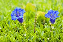 蓝色龙胆花图片素材