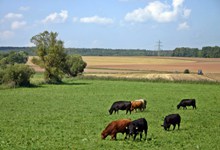 牛群吃草风景精美图片