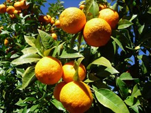 长在树上的橘子图片