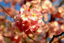 唯美樱花盛开高清图片