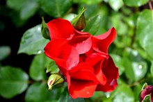 艳丽红玫瑰精美图片