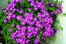 紫色花朵唯美图片下载