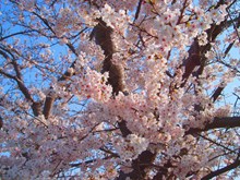 春天樱花树开花图片素材
