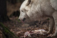 野狼觅食高清图片