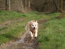 奔跑的金毛猎犬高清图片