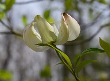 白色茱萸花高清图片
