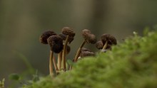 草地干蘑菇高清图