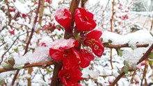 雪中红海棠花图片素材