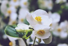 白色秋海棠花精美图片