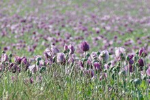 紫色罂粟花高清图片