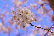 日本唯美粉色樱花图片大全