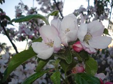 桃花花朵素材高清图