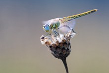 美丽蜻蜓高清图片