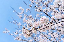 日本樱花唯美意境高清图片