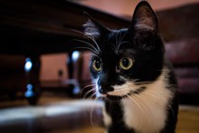 可爱黑色小猫图片下载