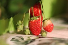 新鲜红草莓图片素材