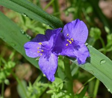 紫露草精美图片
