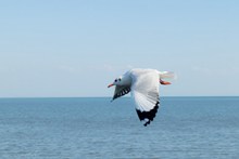 海面上飞翔的海鸥图片下载