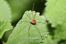 长腿蜘蛛精美图片