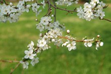 春天白色桃花盛开精美图片