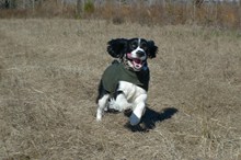 奔跑的史宾格犬精美图片