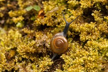 一只小蜗牛高清图