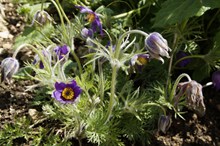 紫色白头翁植物花朵高清图