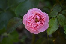  粉色玫瑰花微距精美图片