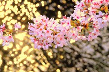 日本唯美樱花枝图片下载