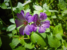  紫色天竺葵精美图片