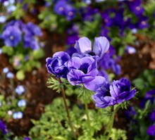 蓝紫色海葵花高清图