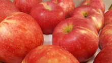 新鲜红苹果精美图片