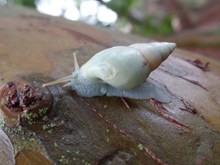 白色蜗牛精美图片