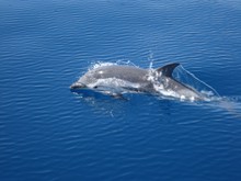 水中游的海豚精美图片